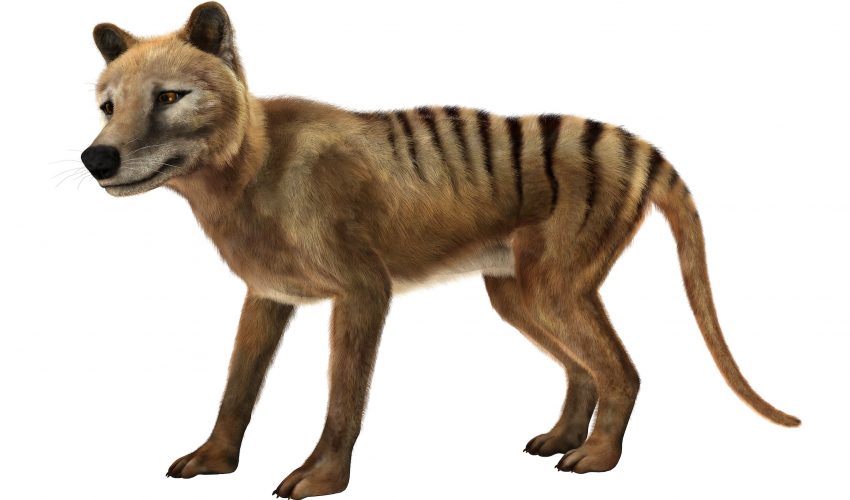 Scientists are one step closer to bringing back a long-extinct species known as the Tasmanian tiger, or thylacine.