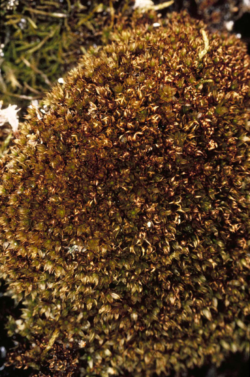 Bryophytes (Mosses, Liverworts, and Hornworts) •