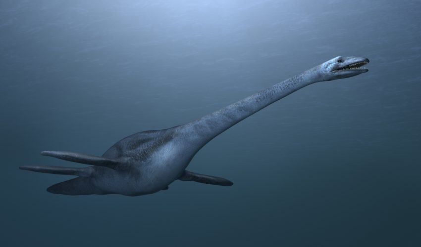 Over 200 million years ago, Plesiosaurs foraged in the open seas using “underwater flight" similar to that of sea turtles.