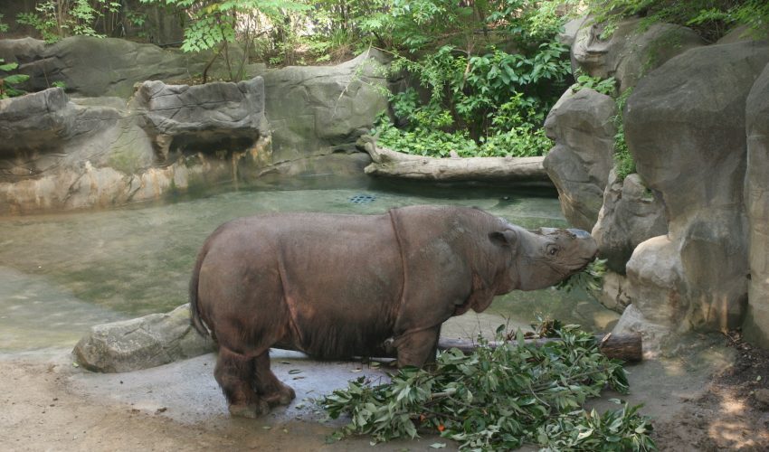 There were only an estimated 200 Sumatran rhinoceroses living in the wild by 2011, making them one of the most endangered species on Earth.