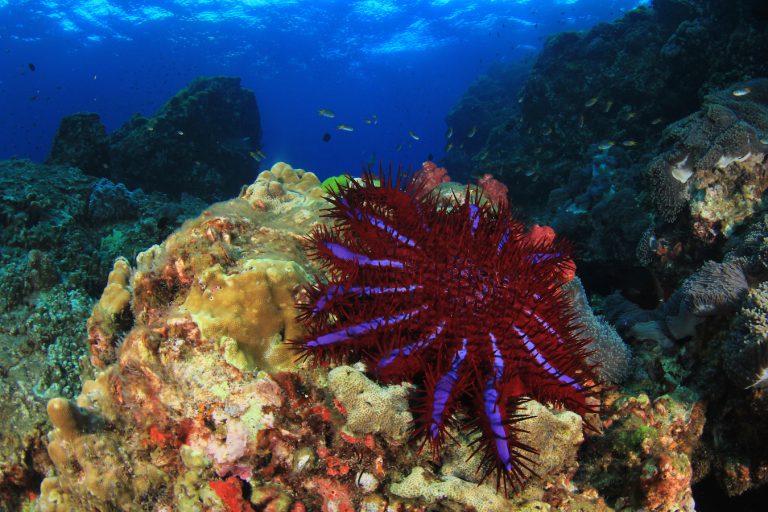 CrownOfThorns starfish outbreaks damage coral reefs •