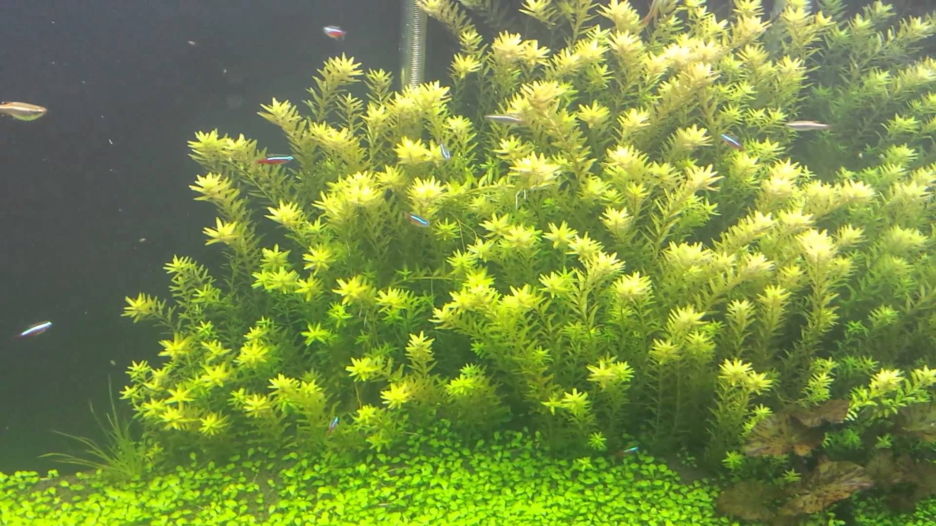rotala rotundifolia