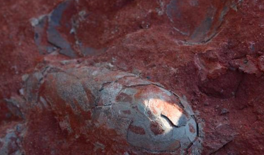 Construction workers in China uncovered a treasure trove of preserved dinosaur eggs that date back to the Cretaceous period.