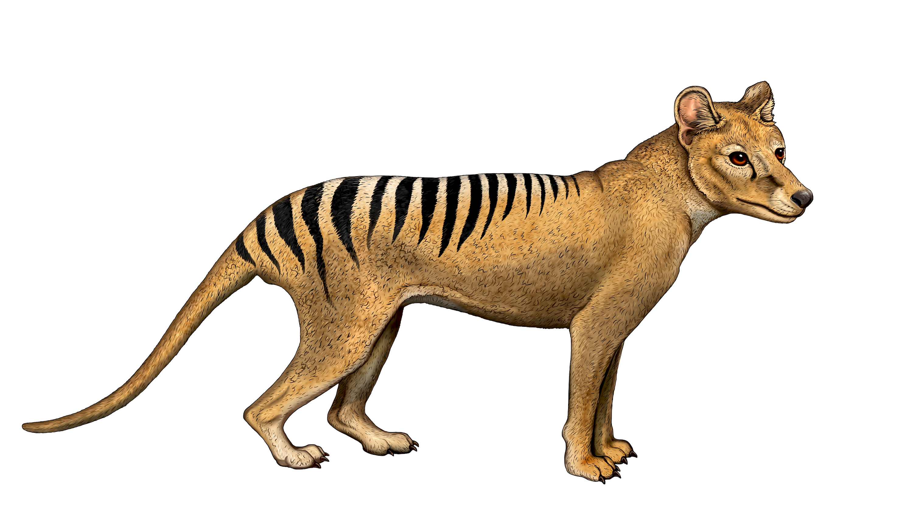 Is the Thylacine Alive and Hidden? The Truth about the Tasmanian