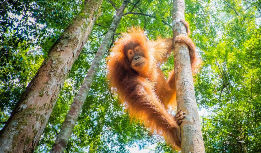 A new study has found that orangutans may have a knowledge of natural medicines that are still unknown to humans.