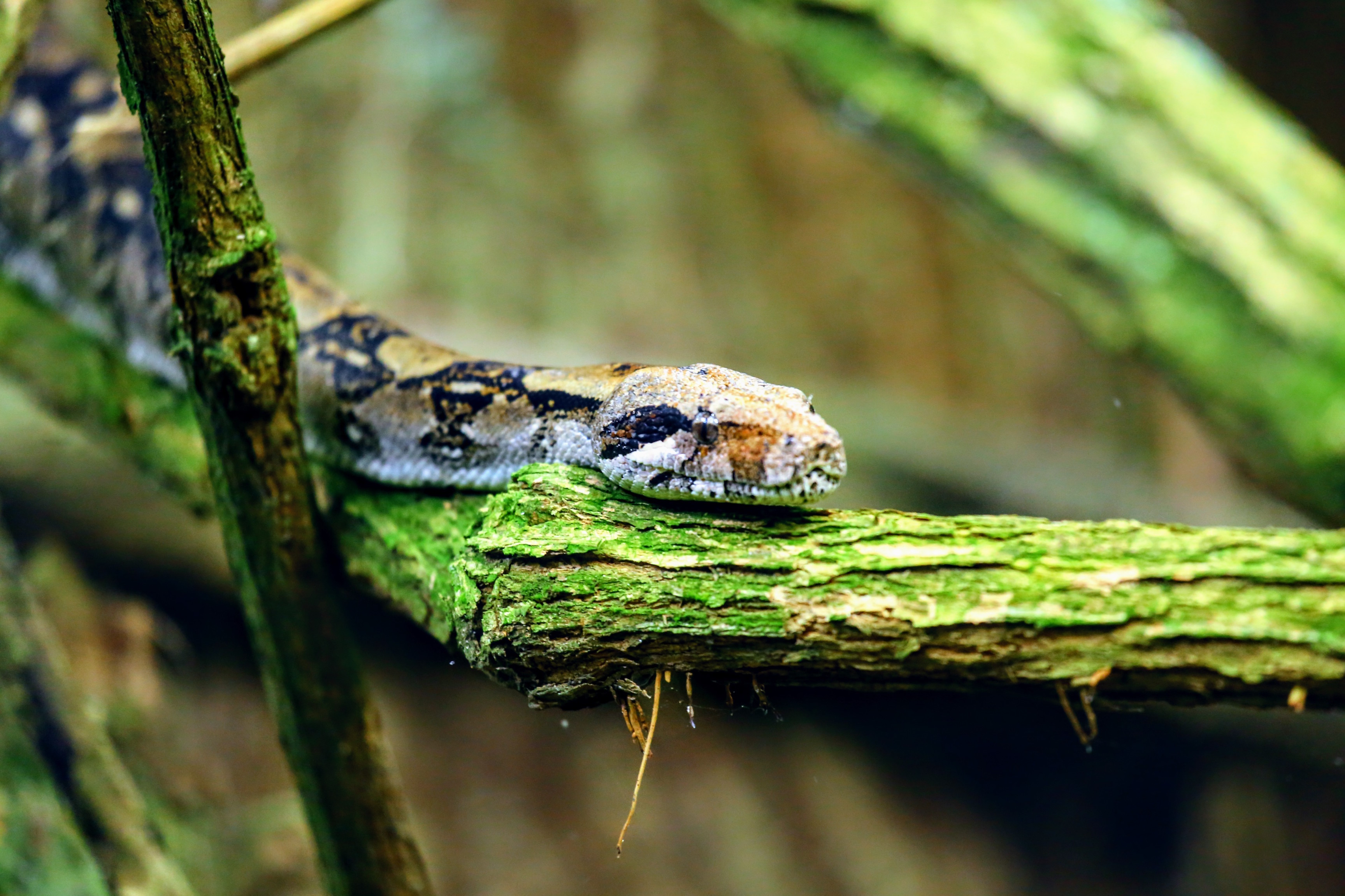 How To Snake Move How Snakes Move! – How do snakes move? – NMDKZN