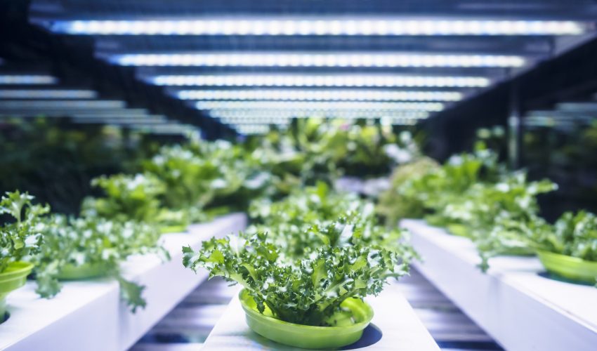 A synthetic version of the plant hormone auxin could reveal a lot about the growth of plants and help to find faster ways to ripen fruit.