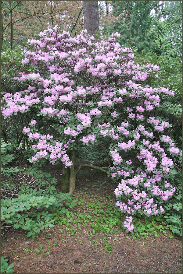 How to care for Farges's rhododendron - Complete Plant Care Guide |  PlantSnap - Plantsnap - Identify Plants, Trees, Mushrooms With An App