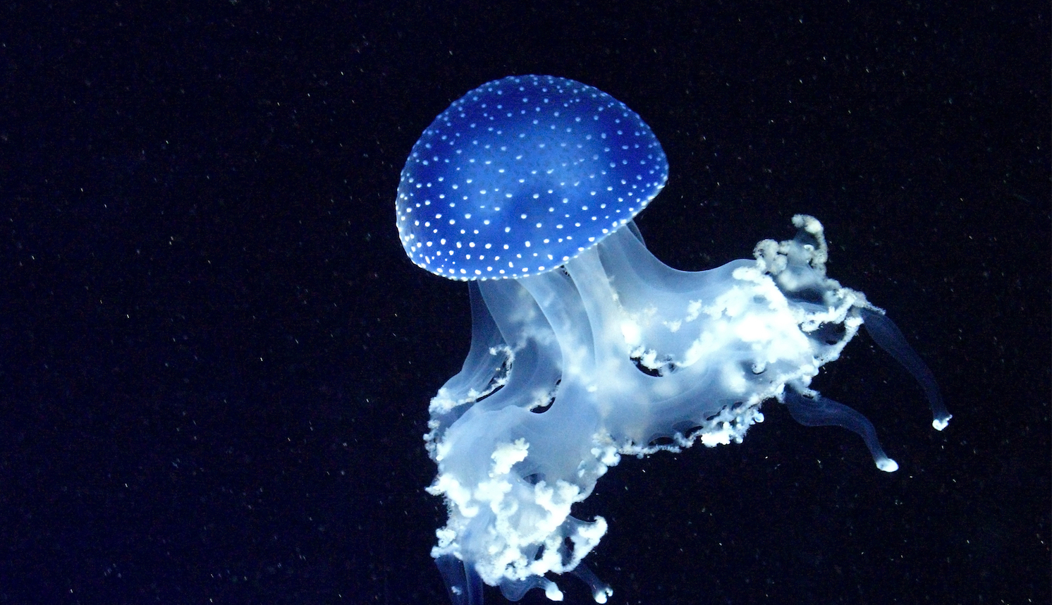 bioluminescent ocean animals