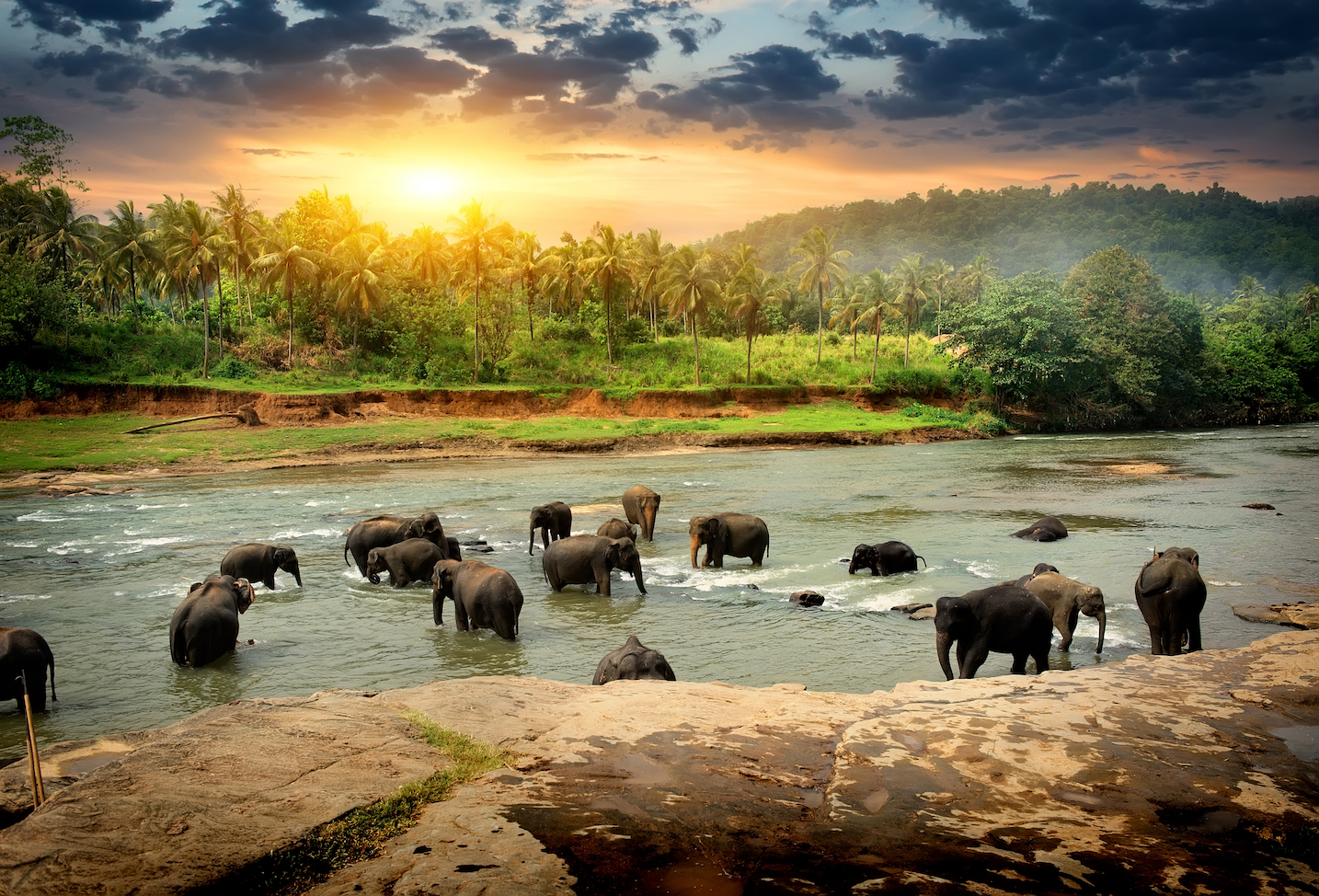 Over 1,000 new mammal species discovered in the last dozen years