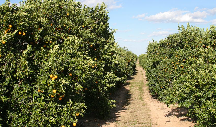 Just as the citrus industry in Florida was expected to recover from years of serious disease, Hurricane Irma struck.