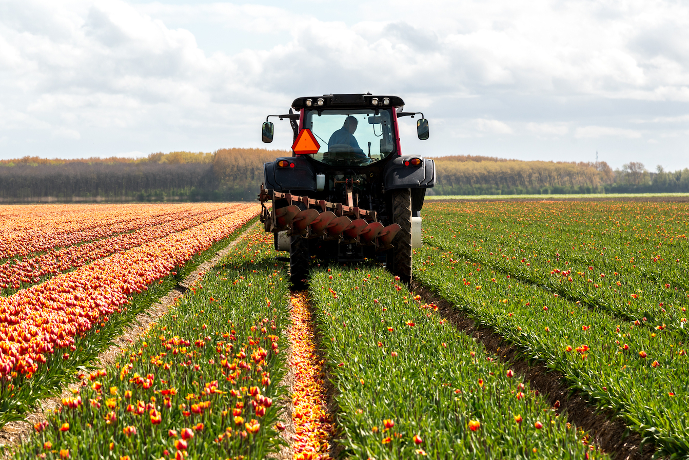 How Plants Protect Themselves From Heat Stress Earth How Plants Protect Themselves From Heat Stress Earth
