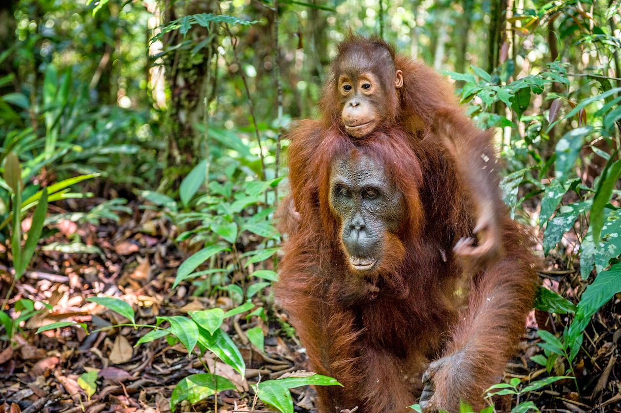 Nearly 150 000 orangutans  lost in Borneo  in just 16 years  Nearly 150 000 orangutans  lost in Borneo  in just 16 years