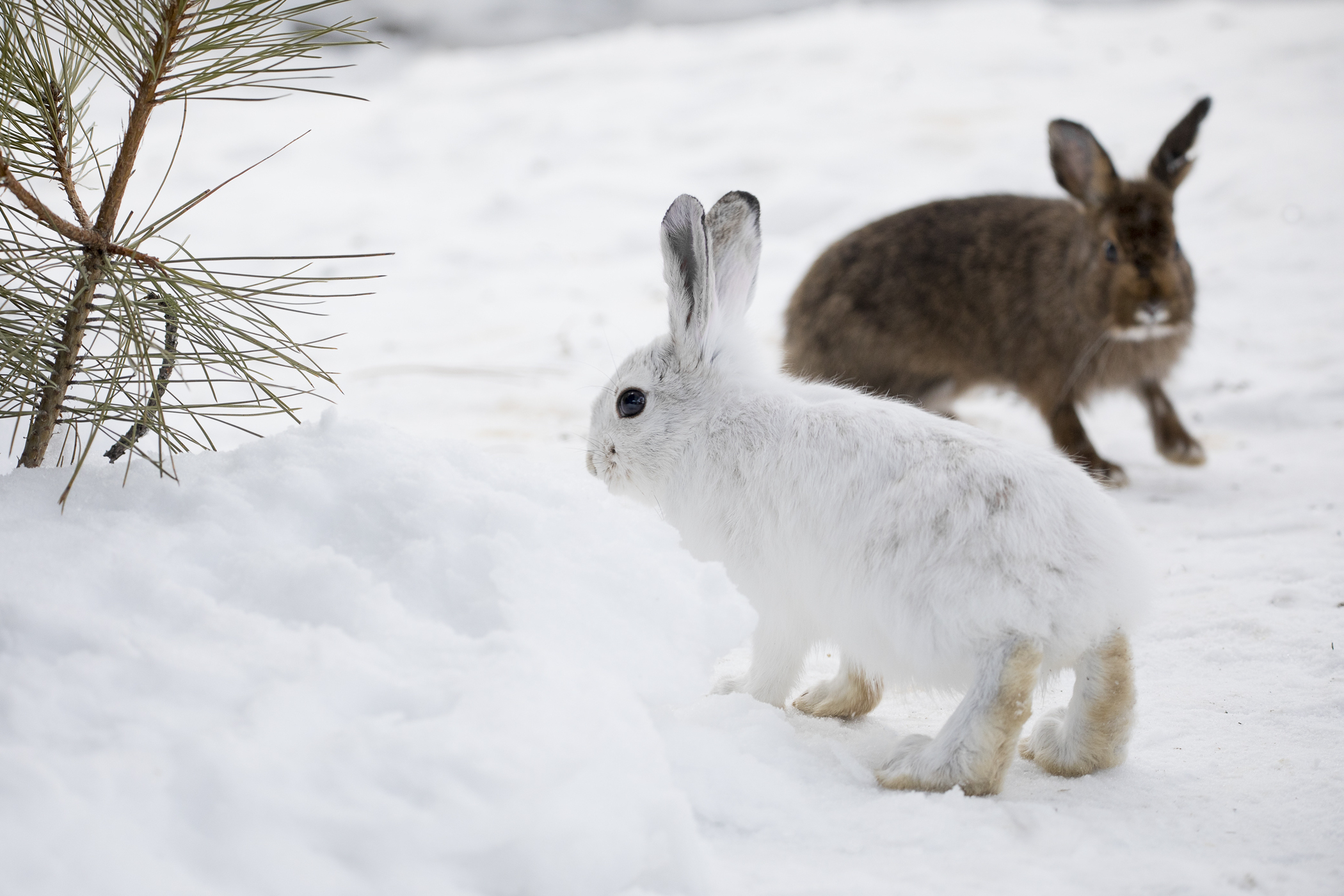Animals who camouflage with the season affected by climate change