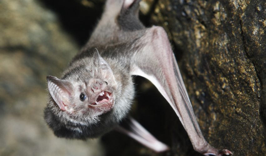 How vampire bats have evolved to live on nothing but blood •