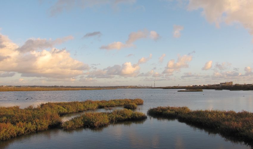 The majority of coastal wetlands along California, Washington, and Oregon could be drastically reduced even under moderate sea level rise.