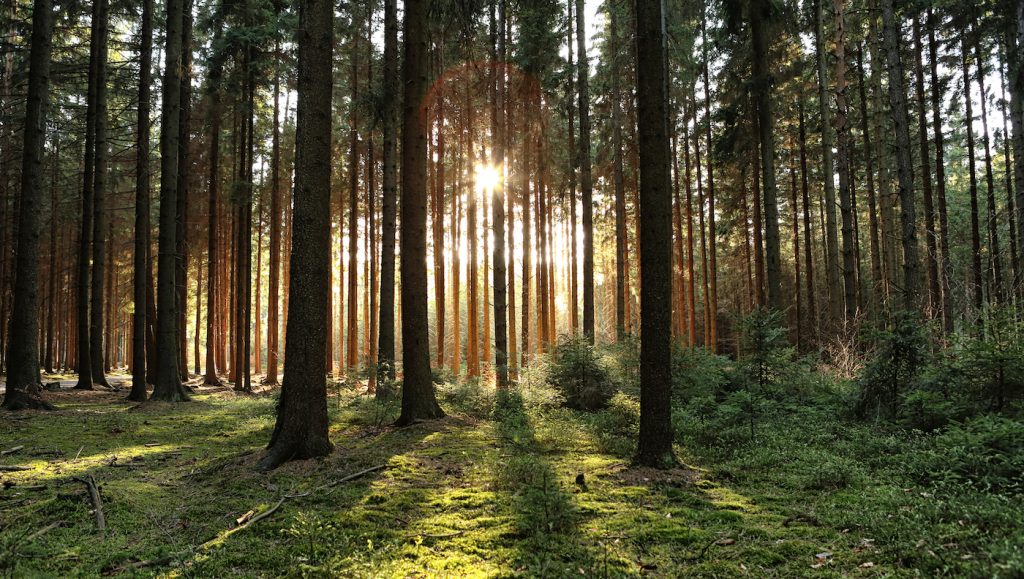 Earth’s remaining untouched forests are invaluable to humans •