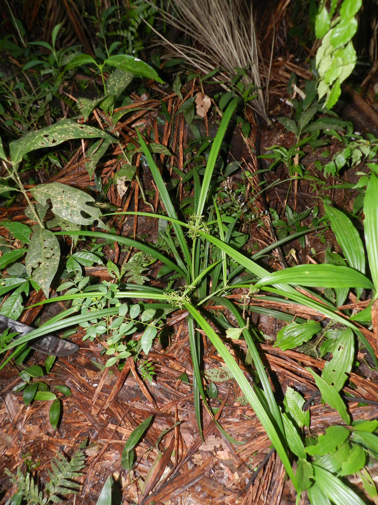 Paramapania Longirostris -- Earthpedia plant
