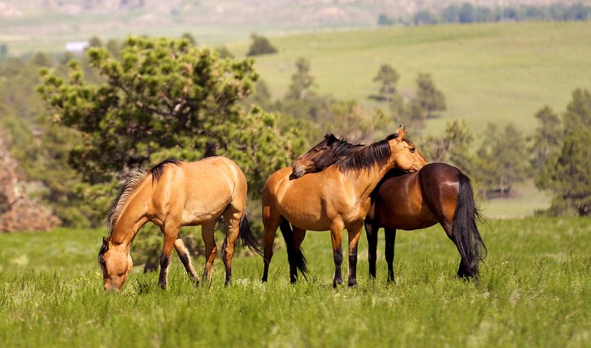 the wild horse controversy Leisl carr childers leisl carr childers on the gus bundy photographs and the wild horse controversy, environmental history, volume 18, issue 3, 1 july 2013, . the wild horse controversy Leisl carr childers leisl carr childers on the gus bundy photographs and the wild horse controversy, environmental history, volume 18, issue 3, 1 july 2013, .
