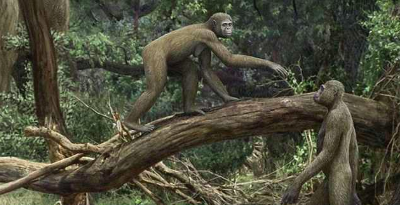 Early Hominids Could Walk Upright And Also Climb Trees Earth