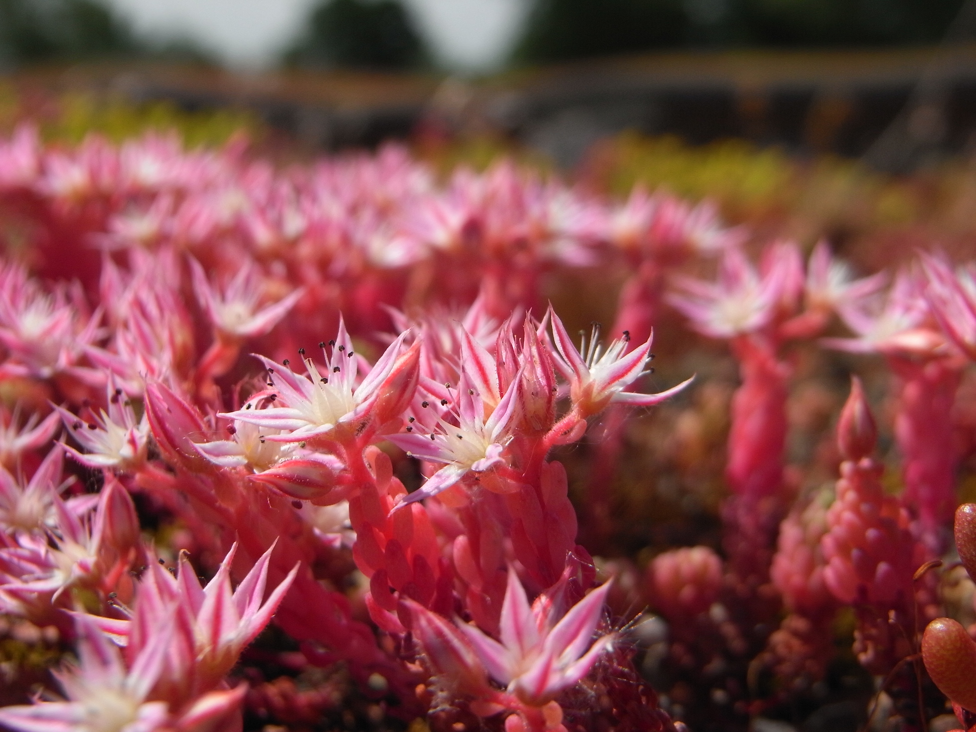 Along with many other environmental benefits, green roofs introduce new habitats for diverse wildlife species.