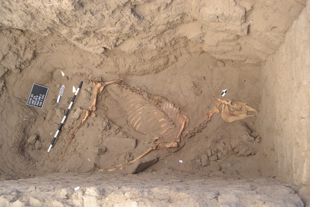 Horse found buried in a ceremonial tomb 3,000 years ago •
