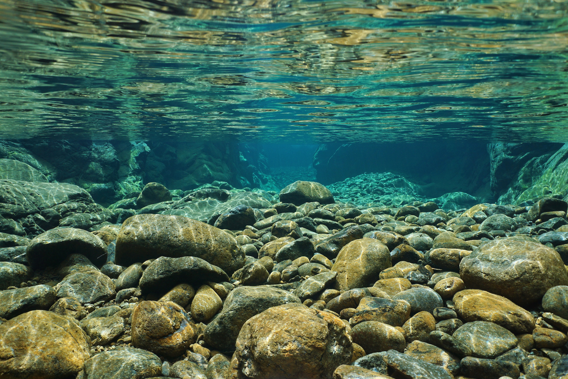 Freshwater ecosystems can filter out pollution Earth com Freshwater ecosystems can filter out pollution Earth com