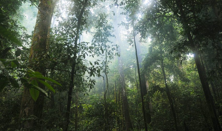 Tropical rainforests play a vital role in regulating climate and absorbing carbon, but climate change could greatly impact Amazon forests and reduce their CO2 storage abilities.