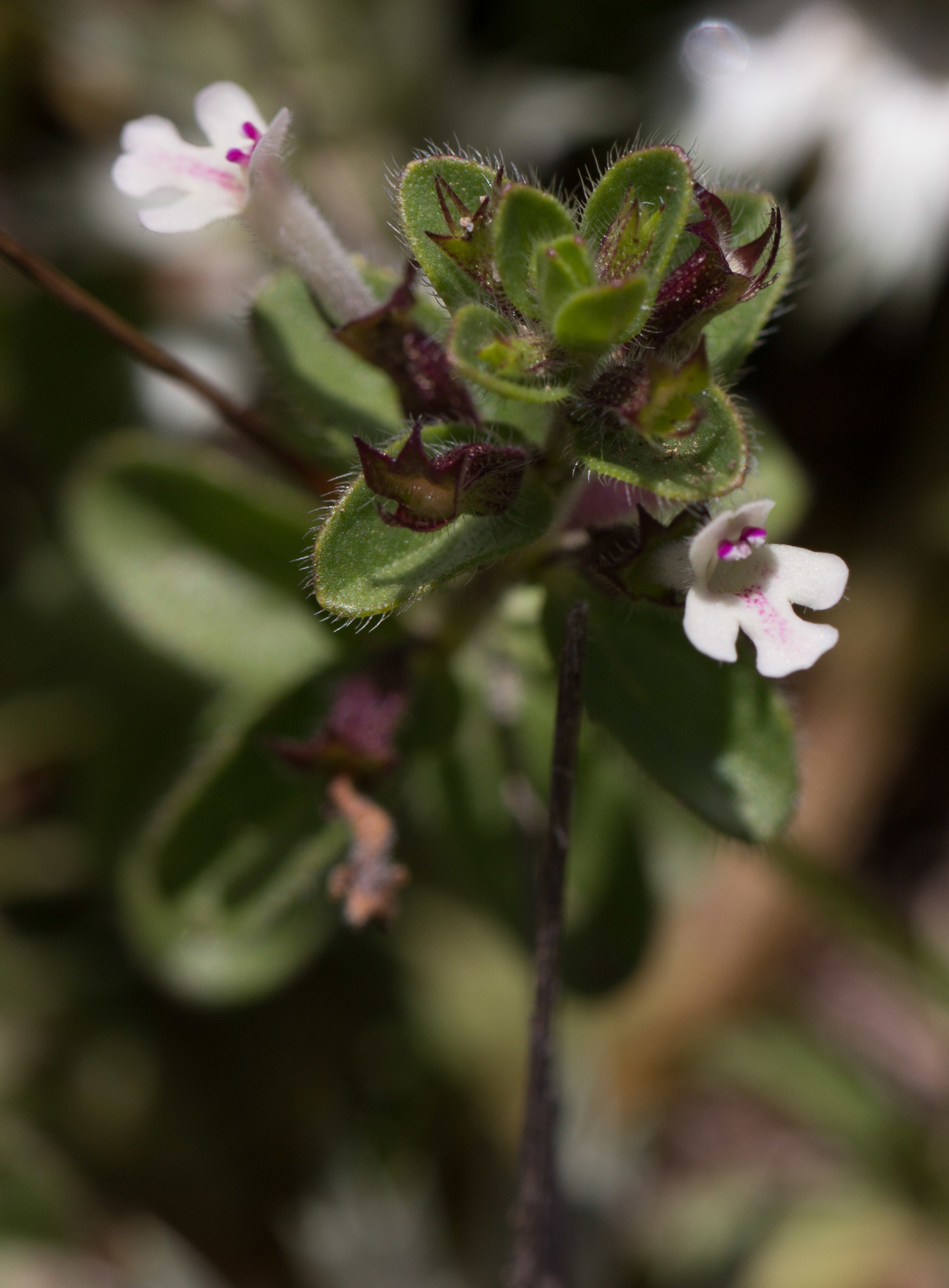 Dwarf false pennyroyal