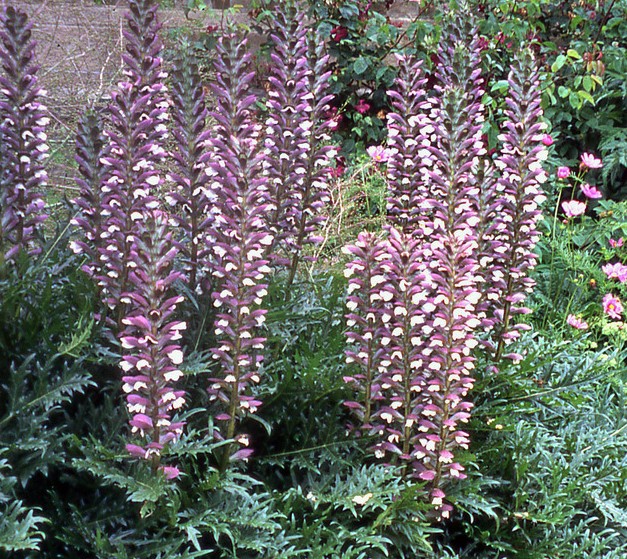 acanthus hirsutus hirsutus