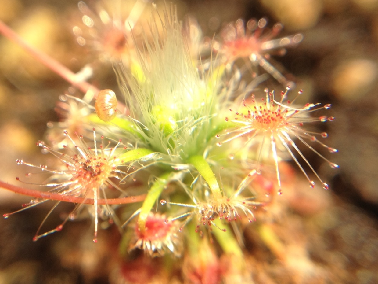 Pale sundew