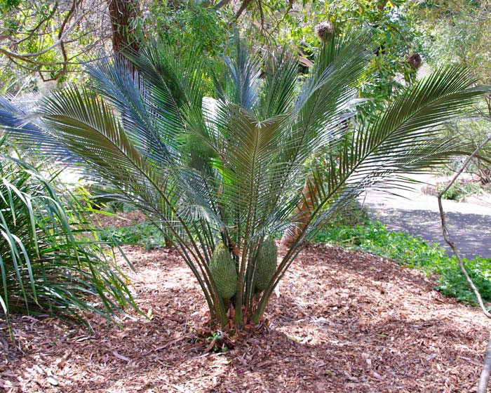 Lebombo cycad