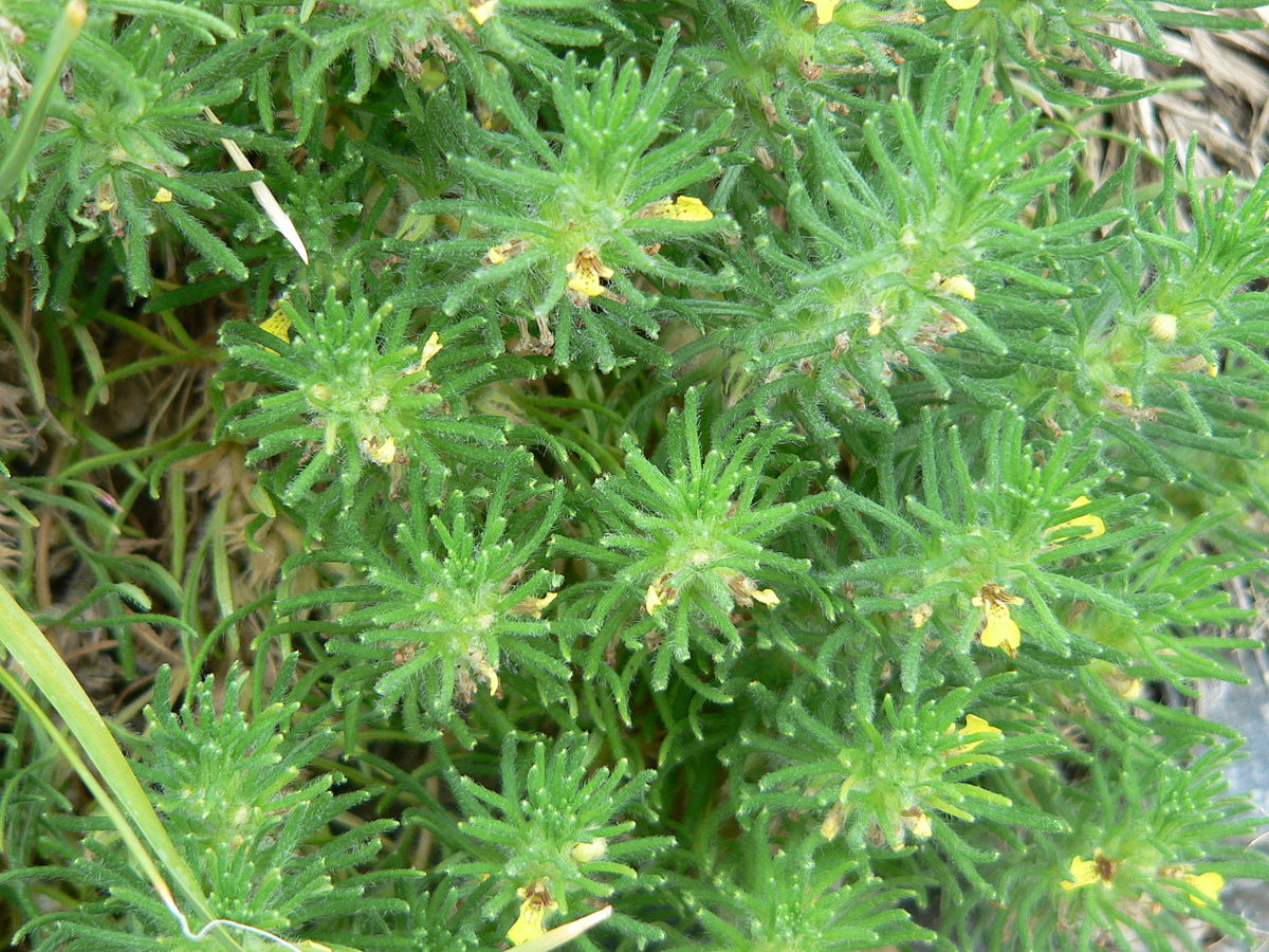 Ground pine - Plantsnap - Identify Plants, Trees, Mushrooms With An App