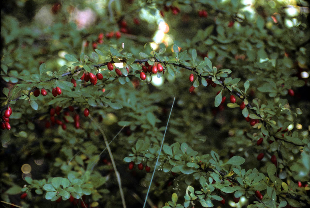 Barberry
