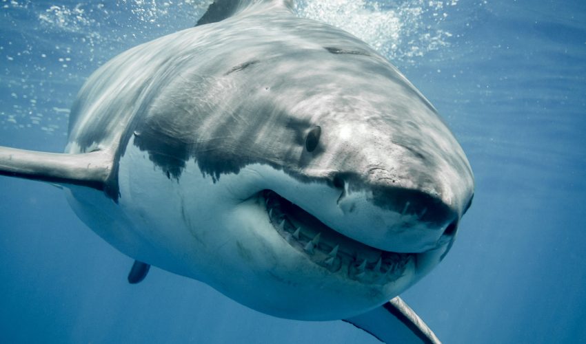 Sharks have a sixth sense that turns them into focused hunters • Earth.com