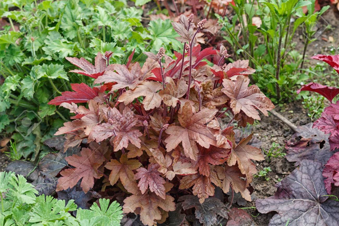 Coral bells