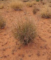 Antelope grass