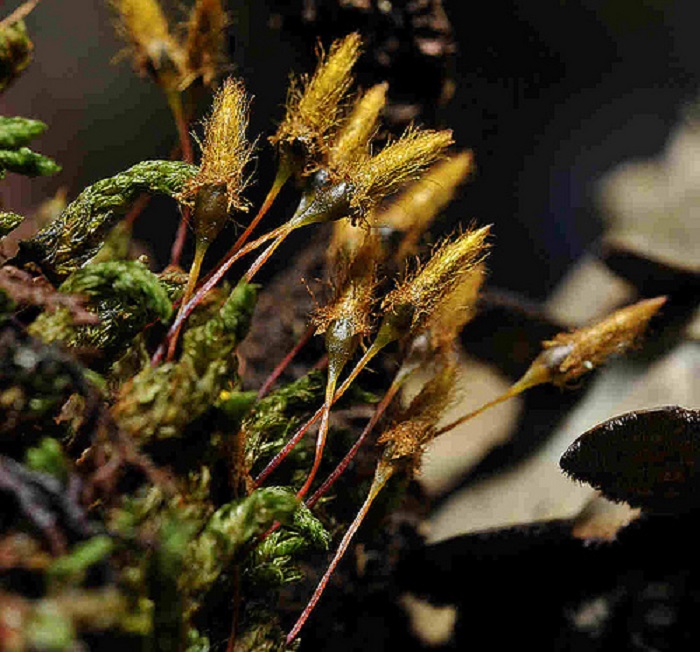 Lance-leafed schlotheimia moss