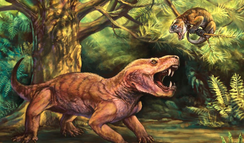 Two new species of ancient saber-toothed predators discovered Two new species of ancient saber-toothed predators discovered