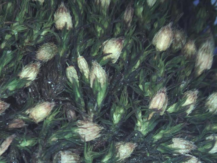 Short-tooth bristle moss