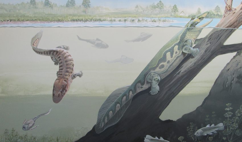 Not so fishy: Africa's first ever fish-with-legs discovered