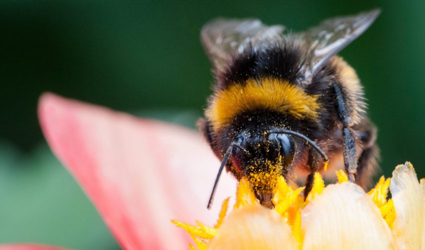 Bees can distinguish between different types of flowers by studying the unique arrangement of their scents.