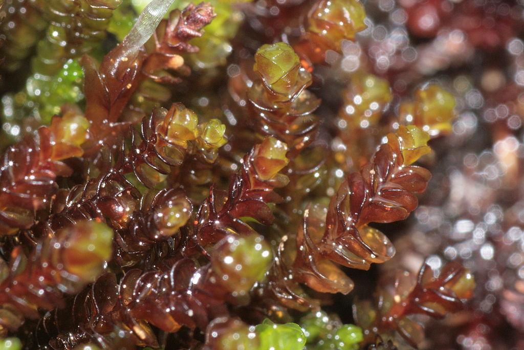Arctic liverwort