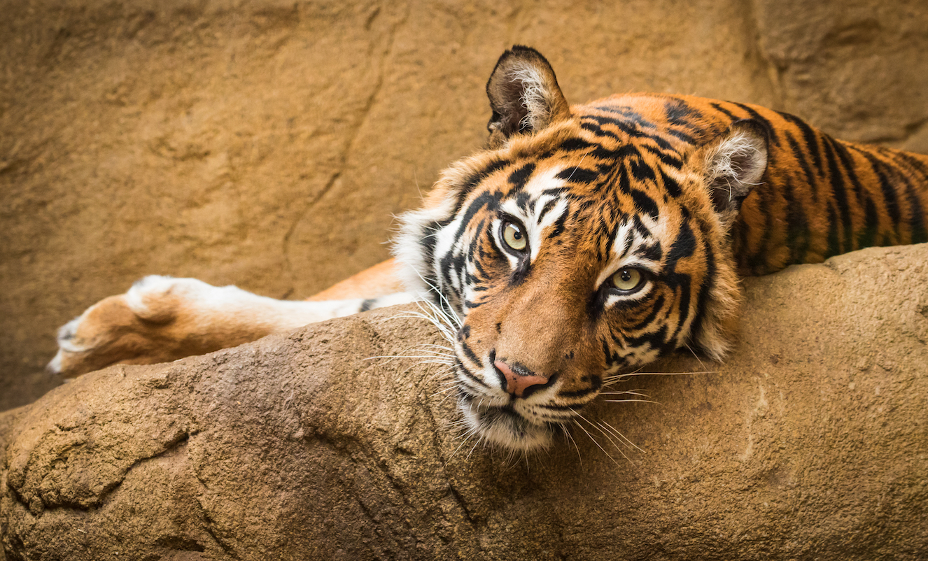 What happens to zoo animals during a natural disaster ...