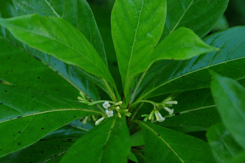 Ceylon wood