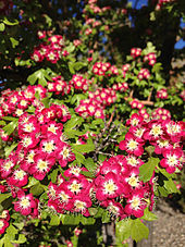 Lambert's hawthorn