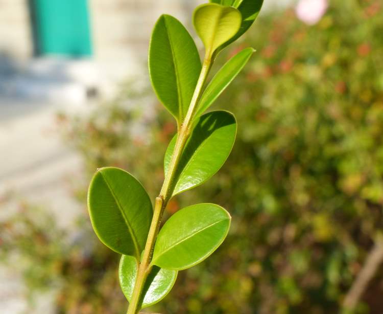 Cochinchina boxwood