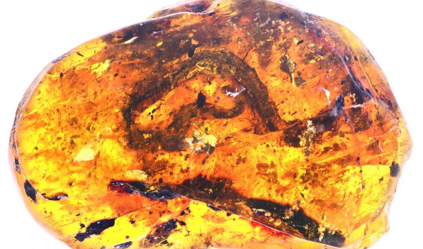 https://cff2.earth.com/uploads/2018/07/19202807/Fossilized-baby-snake-preserved-in-amber-100-million-years-later-850x500.jpg https://cff2.earth.com/uploads/2018/07/19202807/Fossilized-baby-snake-preserved-in-amber-100-million-years-later-850x500.jpg