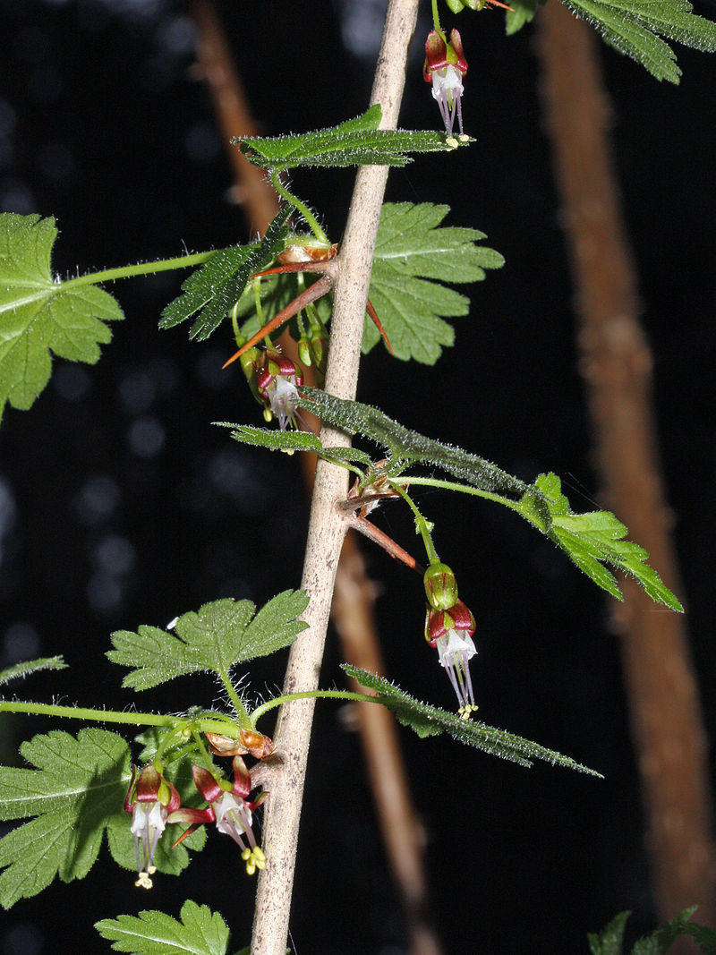 Black fruited flowering currant