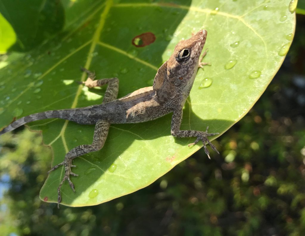 Large toe pads give some lizards a leg up during a hurricane •